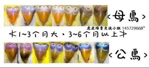 这两只虎皮鹦鹉的年龄性别? 15 2010-03-17 这两只虎皮鹦鹉的性别?