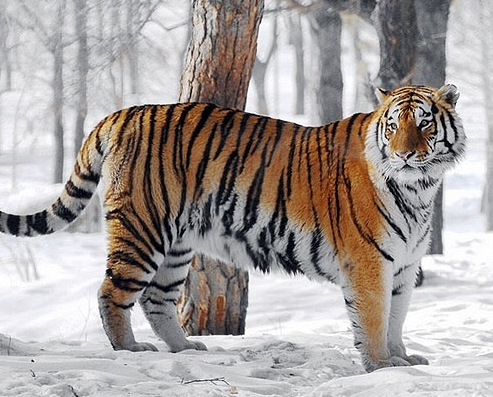 村民采野菜遇老虎吓腿软 用"狮吼功"吓退猛虎