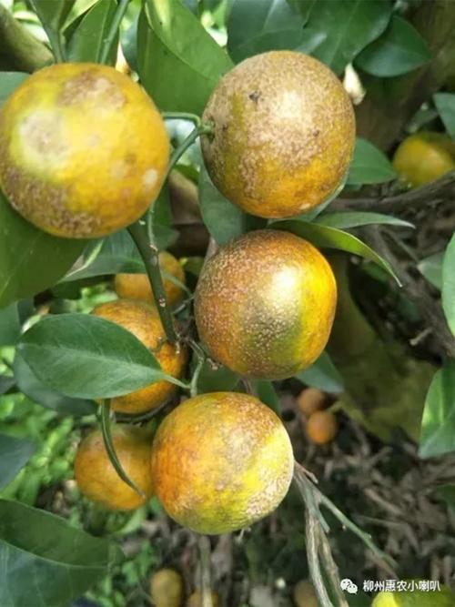 小煤炱属煤烟病