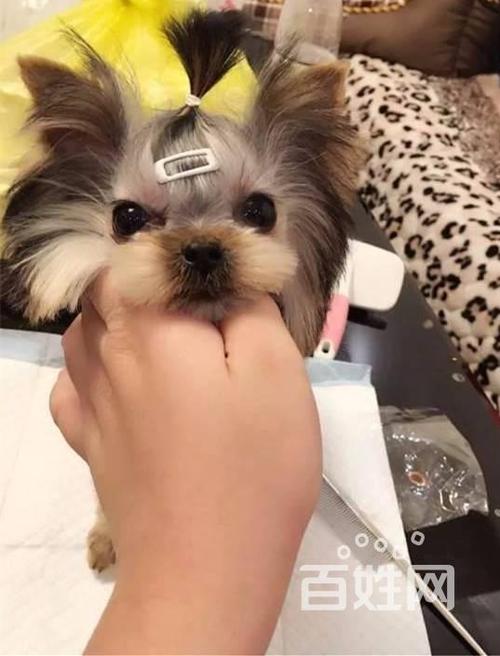 纯种约克夏宝宝 金头银背约克夏 小体约克夏出售