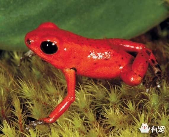 其它 正文  这种颜色的青蛙你是不是很喜欢啊,中国人嘛,都觉得红色