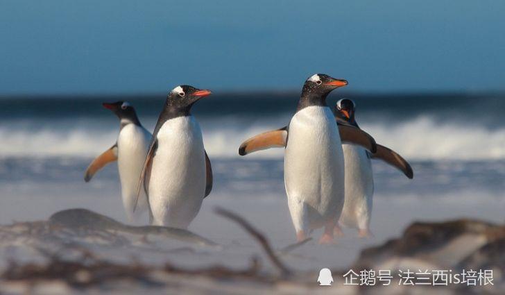 气候变暖将导致南极企鹅灭绝不白眉企鹅正在壮大发展