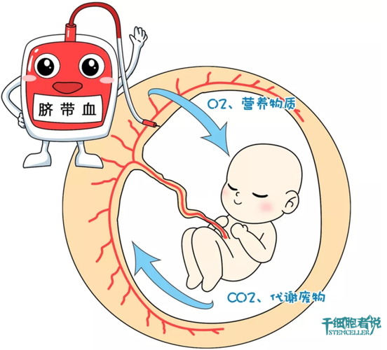 脐带血:从医疗废弃物到再生宝藏