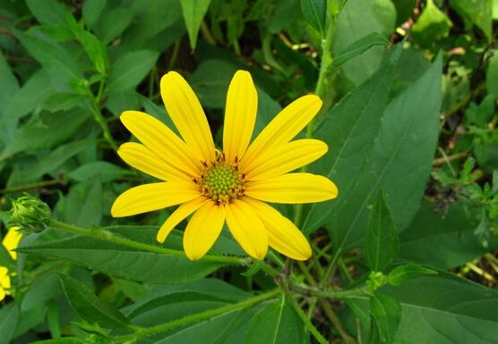 下面,土拨鼠小编就为大家介绍秋天开的花有哪些,秋天种什么花.