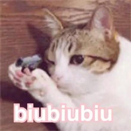 可爱小猫咪撩人表情包合集|小猫咪能有什么坏心思呢
