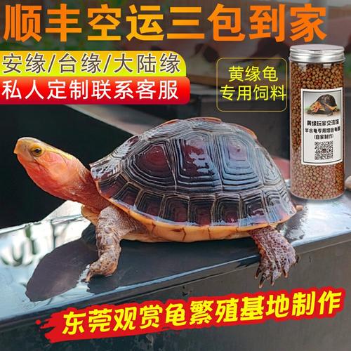 黄缘龟台缘龟浙江缘龟苗大陆缘安缘龟半水龟观赏龟安徽皖南龟饲料
