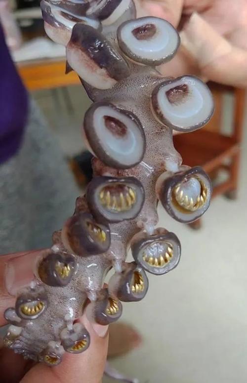 鱿鱼的吸盘内有"牙齿"