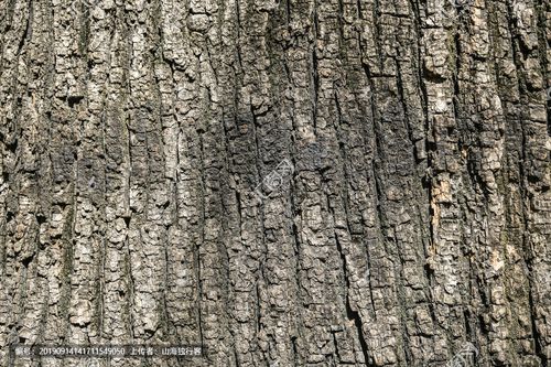 国槐树皮高清大图