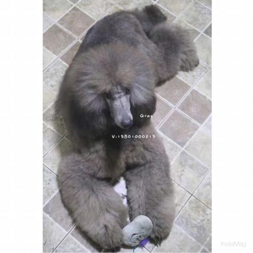 巨型贵宾～我终于有狗子啦