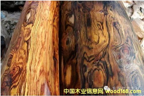 广西黄花梨新切面,上水后色泽纹理与黄花梨较接近