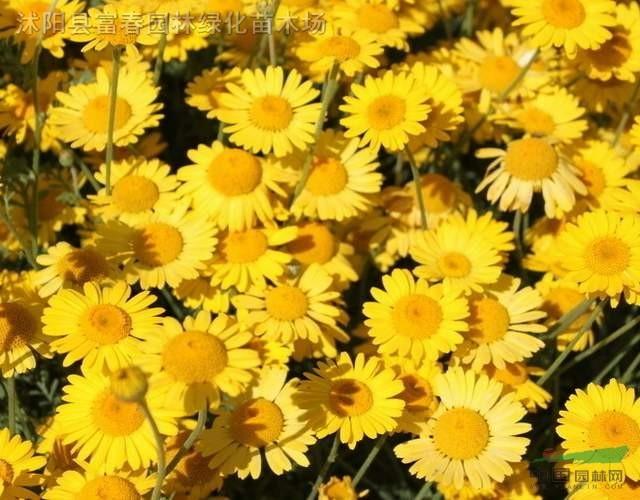 日光菊种子,日光菊,别名:赛菊芋,沭阳日光菊,日光