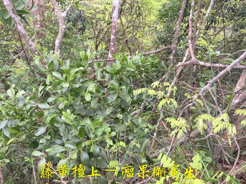 『香港岭南芳草杨药师话-舒筋活络桑寄生』