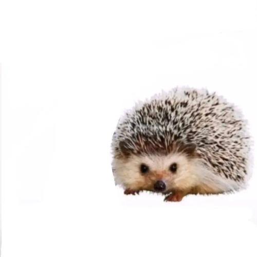 最近很火的刺猬卡尔是什么梗超全表情包来啦