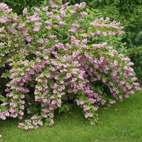 花无缺的花园溲疏草莓田粉色丰花盆栽庭院阳台露台花卉花苗植物.