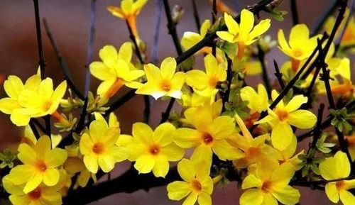 春天开的花有哪些这5种花朵你们认识吗