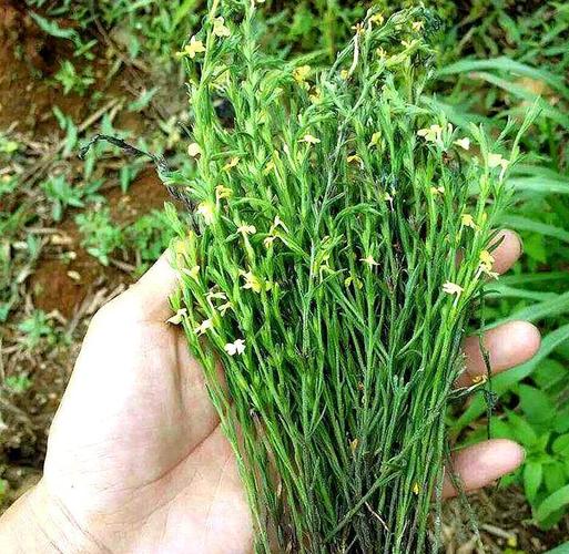 一种害草农民见到就拔除人称黄金草比黄金还贵