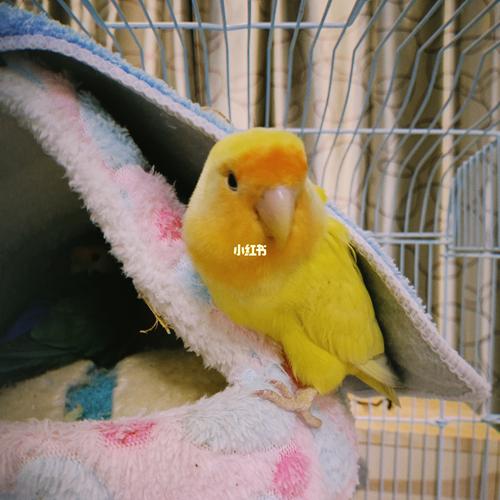 牡丹鹦鹉生蛋04_鹦鹉_牡丹_手养鹦鹉_宠物_宠物其他