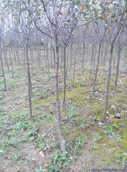 产地直销西府海棠 2--5公分西府海棠 当年西府海棠小苗图片_6