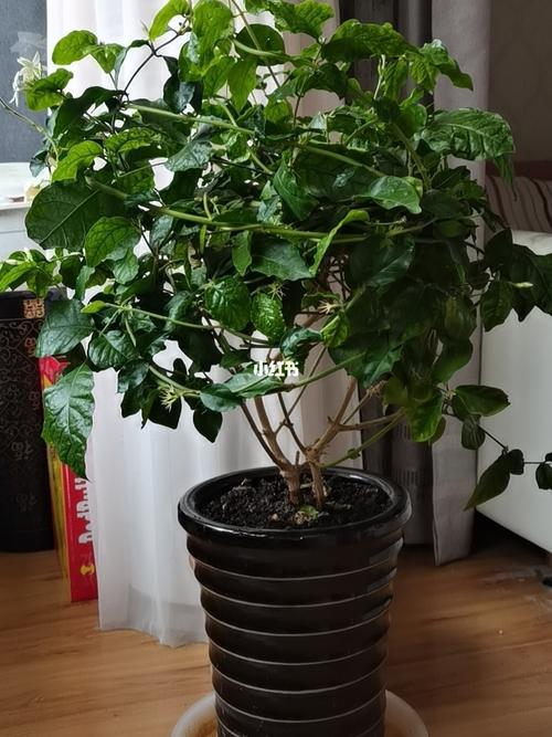 茉莉花_家居家装_家居装饰
