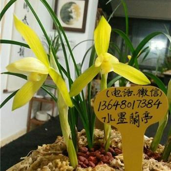 春兰黄花素 花已谢