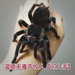 巴西所罗门食鸟蛛1-7cm活体大型宠物蜘蛛爬虫宠物