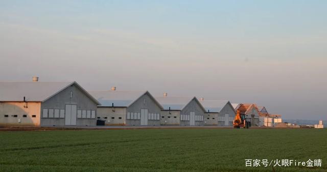 美国加州,大型养鸡场起火,28万只鸡全部烧死