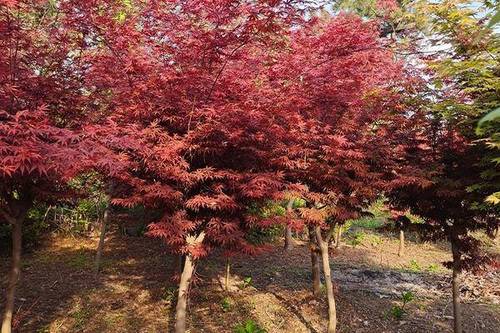 日本红枫 220.0/棵  红枫,日本红枫,中国红枫,美国红枫