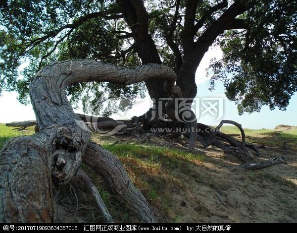 [正版商业] 枫树根