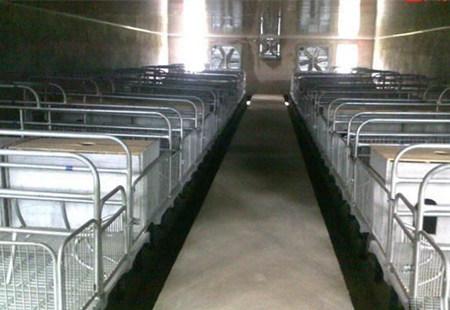 猪场建设:猪舍地面为什么要高于舍外地面?