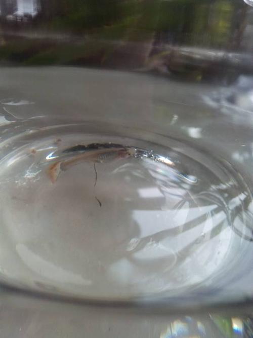 能不能帮忙看一下这条孔雀鱼有没有怀孕?