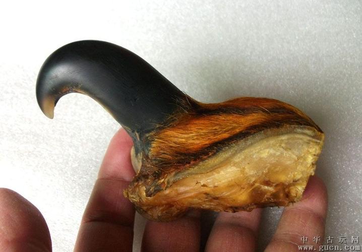 缅甸孟加拉虎之爪:有皮有骨,有筋有肉