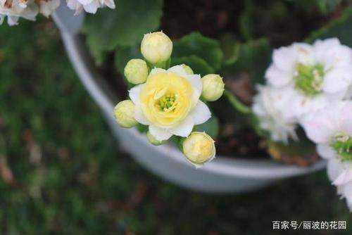 「罗伊长寿花」一株长寿花开4种颜色不同的花朵白里带