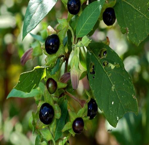 中国颠茄行业市场调查研究报告(目录)