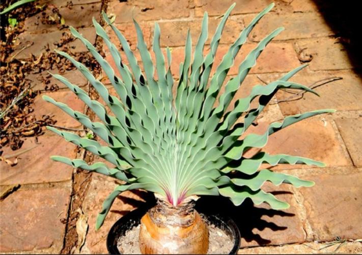 植物百科刺眼花