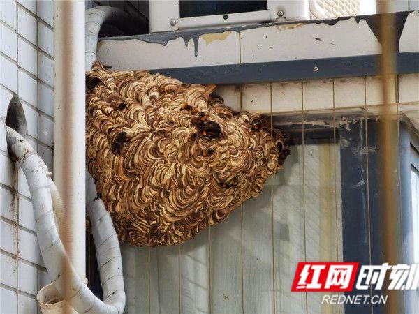 江永10层高楼外消防员变身蜘蛛侠摘除马蜂窝