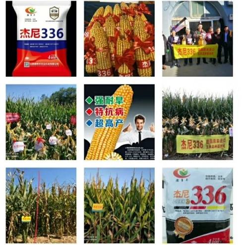 山西德育丰农化服务专栏: (二十六):王老师教你种玉米——除草剂药害