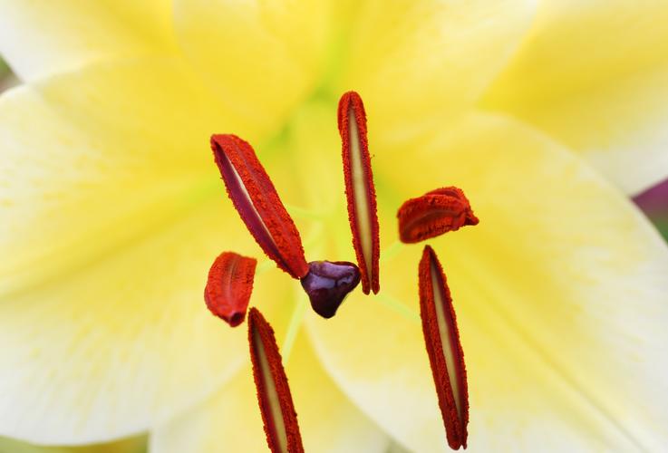 微观花卉 赏心悦目