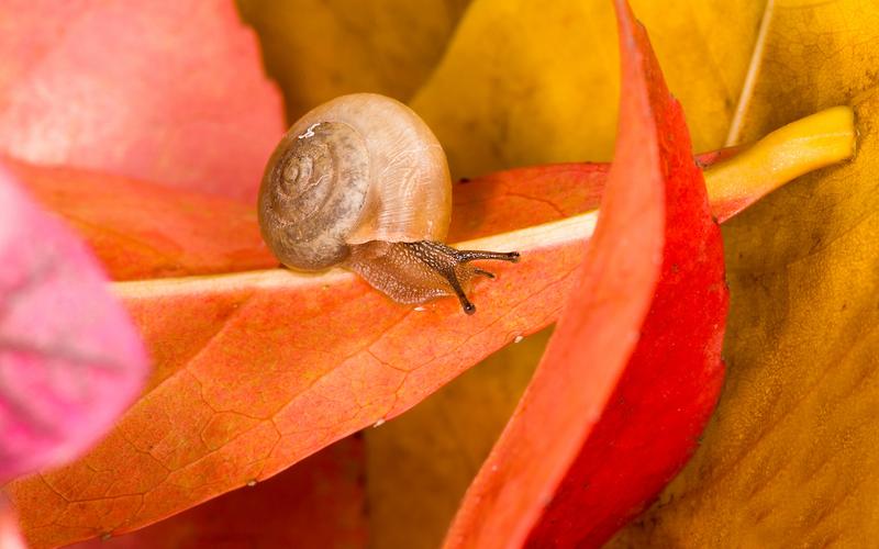 小清新蜗牛壁纸可爱坚强的蜗牛
