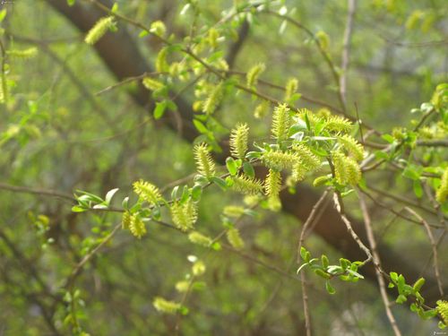 旱柳,拉丁学名:salix matsudana f. pendula.