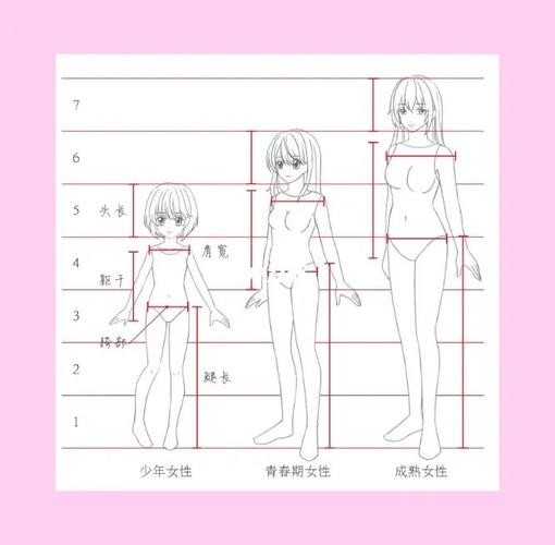 人体比例女性人体比例分析