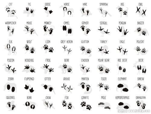 许多动物脚印