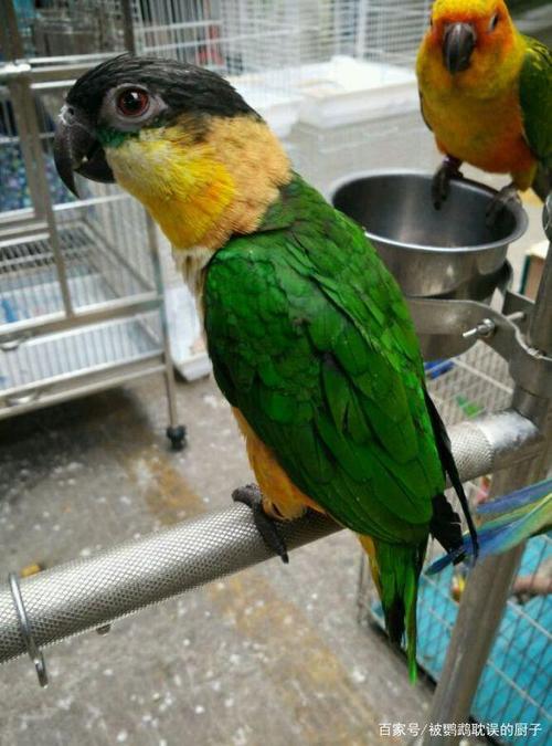 凯克鹦鹉:头顶黑色的是黑凯,说话能力聪明程度和金凯一样,两种鸟仅