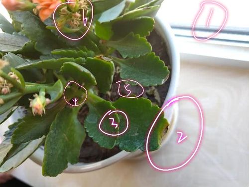 买回来10来天的长寿花叶子边缘发黑干枯是什么原因?3点建议