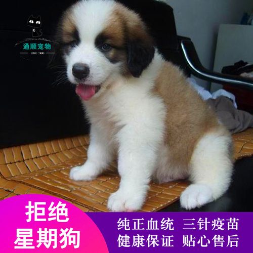 圣伯纳幼崽 圣伯纳犬 圣伯纳狗幼犬 纯种 圣伯纳犬幼犬