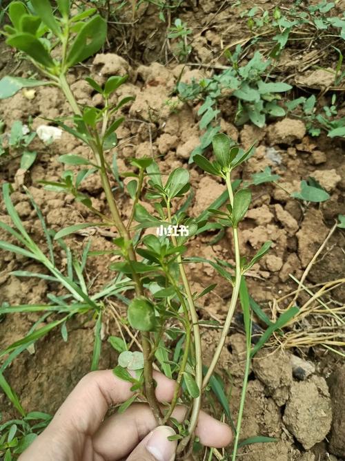 麻子菜~马齿苋_马齿苋_快手菜_饺子_包子_家常快手菜