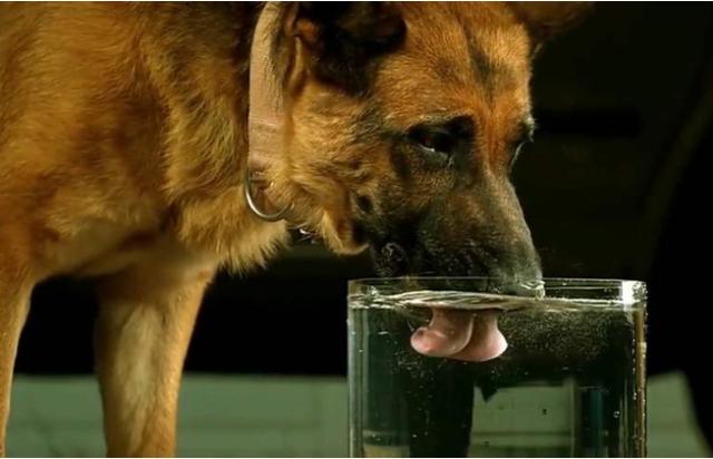 狗喝水是用舌头舔吗?把镜头放慢50倍,网友:涨知识了!