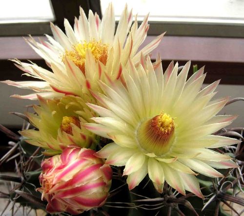 巨鹫玉仙人球盆栽 狂刺强刺属仙人球 开花仙人球 超大