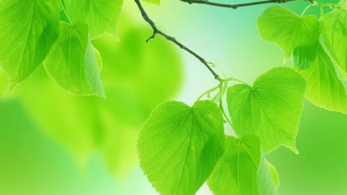 绿色的树叶花瓣养眼护眼桌面壁纸,风景壁纸,护眼,绿叶,清新,自然,花瓣