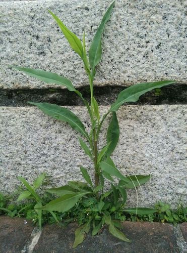 特征:叶互生,无柄;基部叶倒披针形,花期凋落