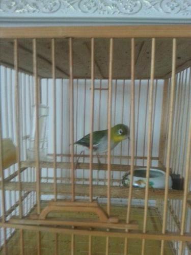 出一只大叫的紫肋绣眼